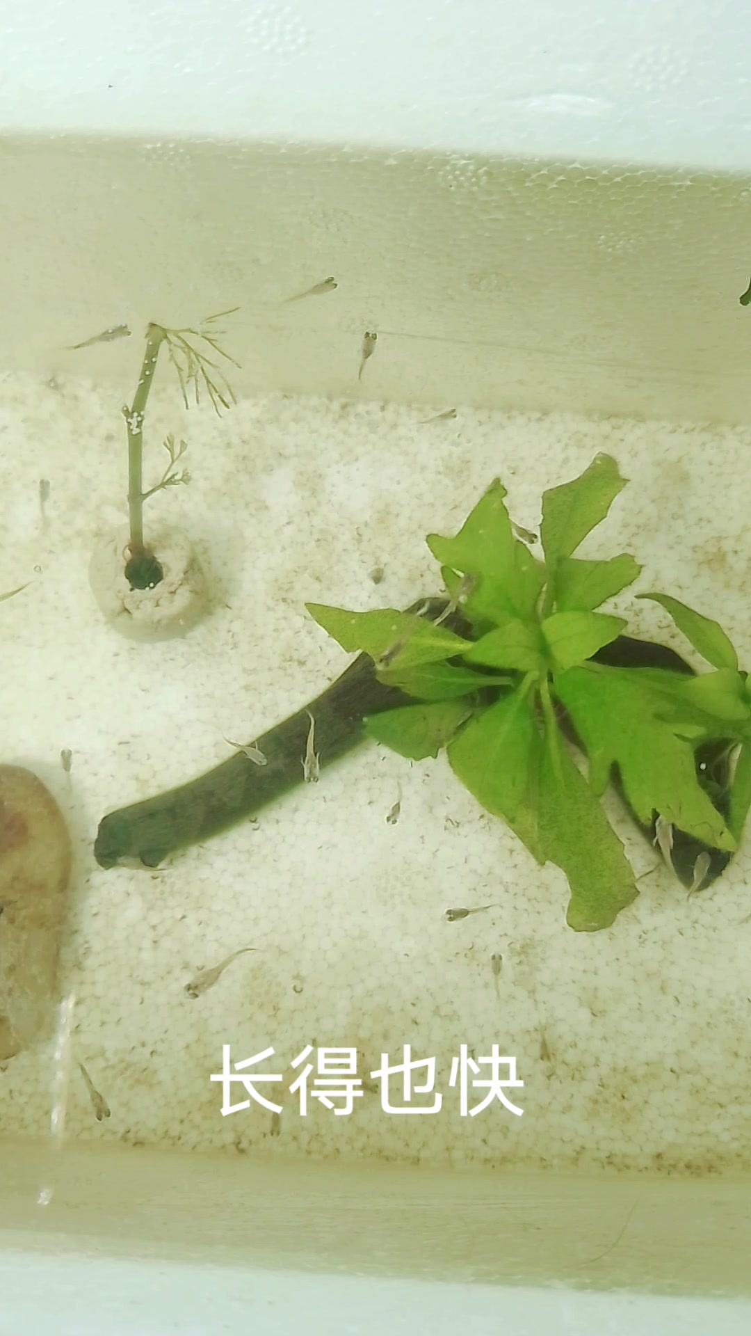 记录孔雀鱼象牙白公鱼配蓝白母鱼鱼苗生长情况