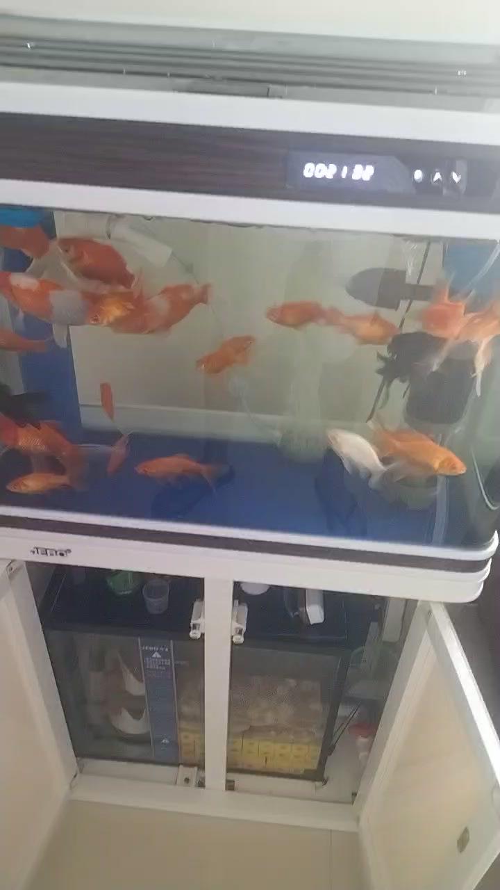 这是我的一体过滤鱼缸