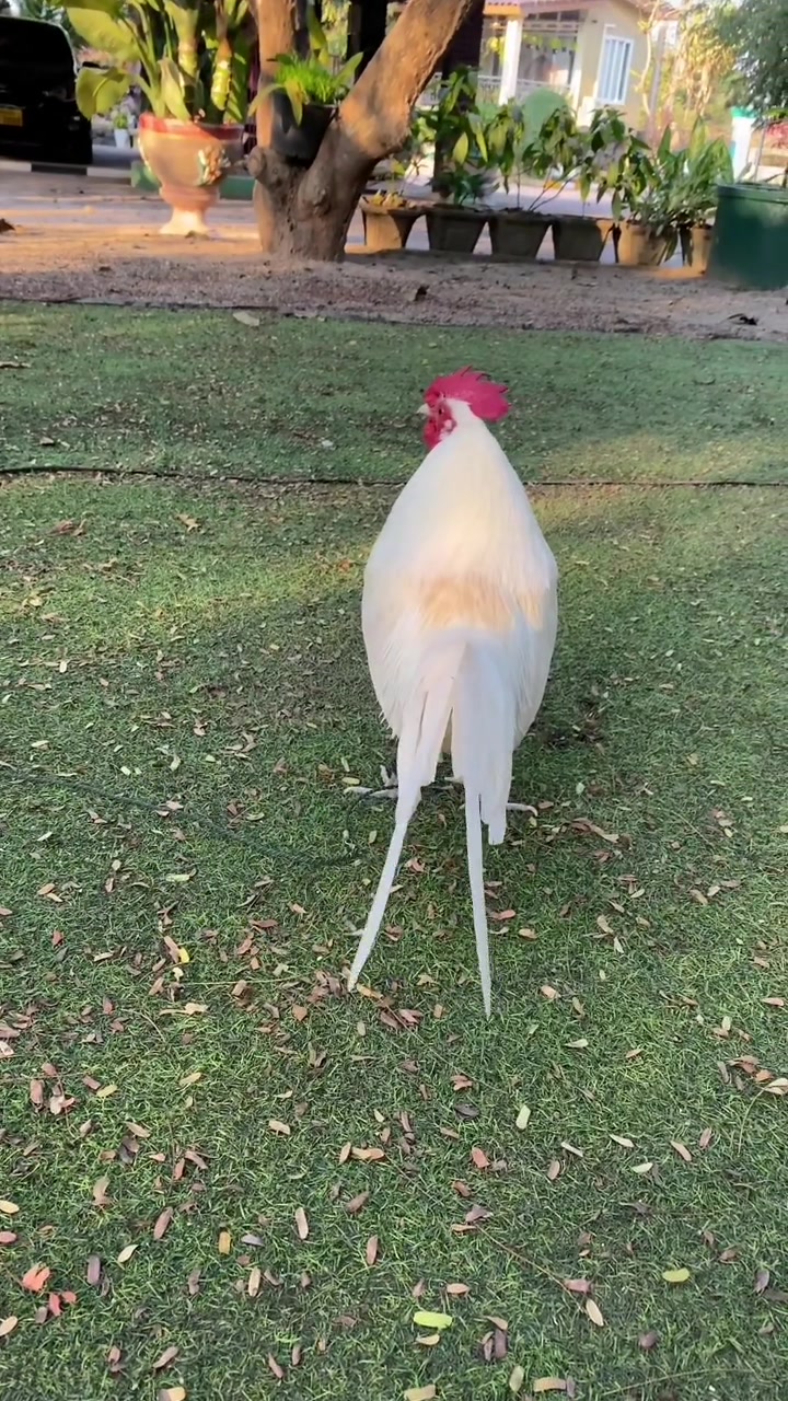 白色观赏鸡茶花鸡白原鸡