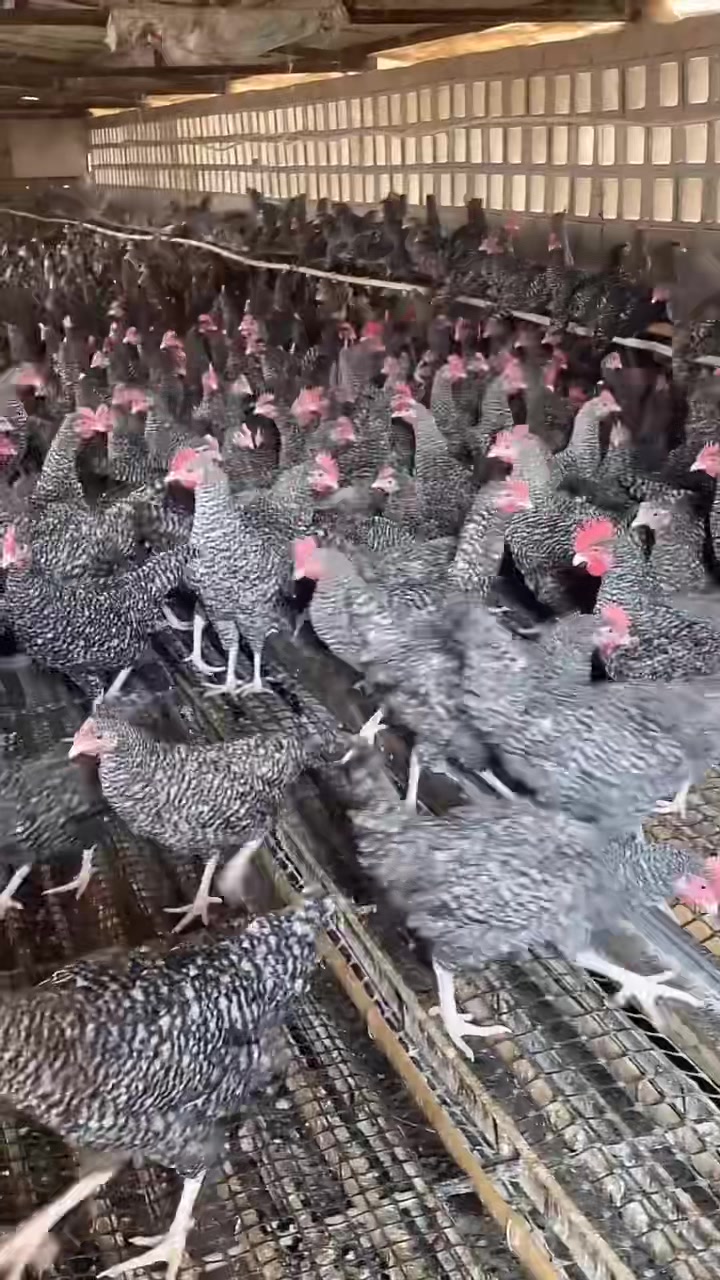 散养芦花鸡,土鸡,下蛋鸡