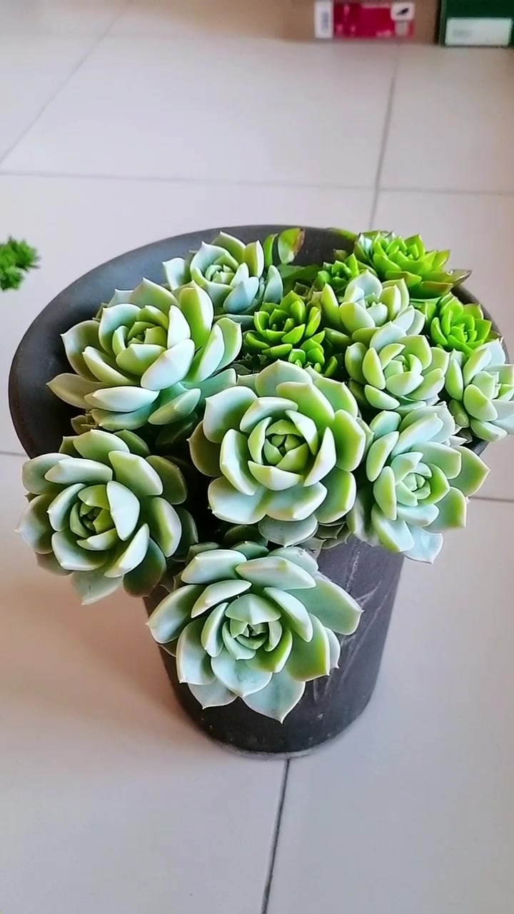 分享家庭养花小常识 多肉植物(1)