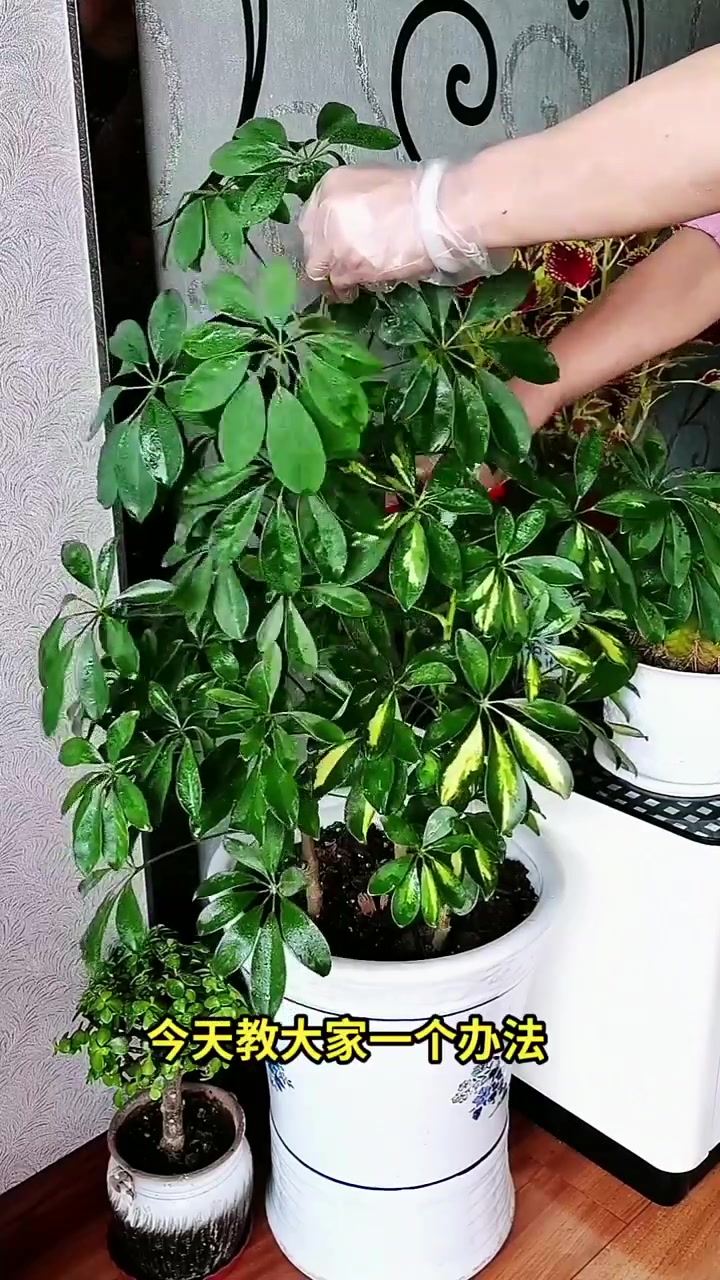 分享家庭养花小常识 鸭掌木(7)
