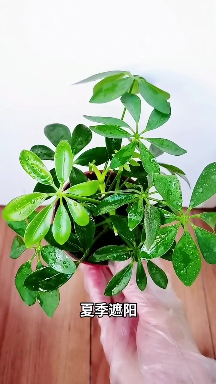 分享家庭养花小常识 鸭掌木(3)