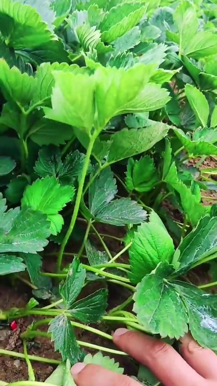 中国式团圆 草莓苗 章姬草莓苗 草莓苗几毛一颗合适 优质种苗