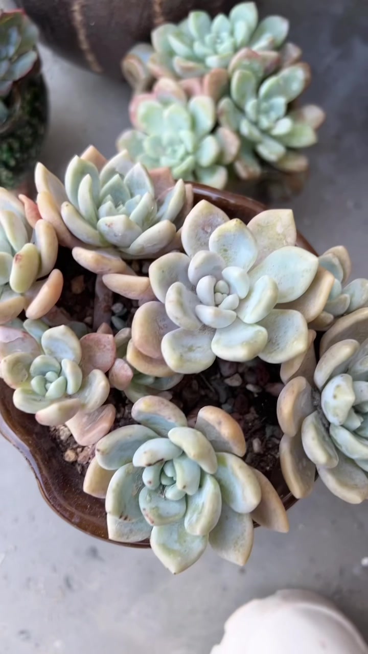 秋天必须种肉肉,朱丽斯第一次看到这个品种感觉好好看