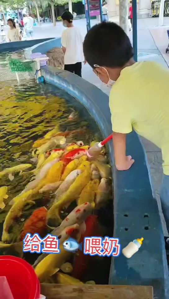奶嘴鱼真厉害,嘴巴大大好可爱