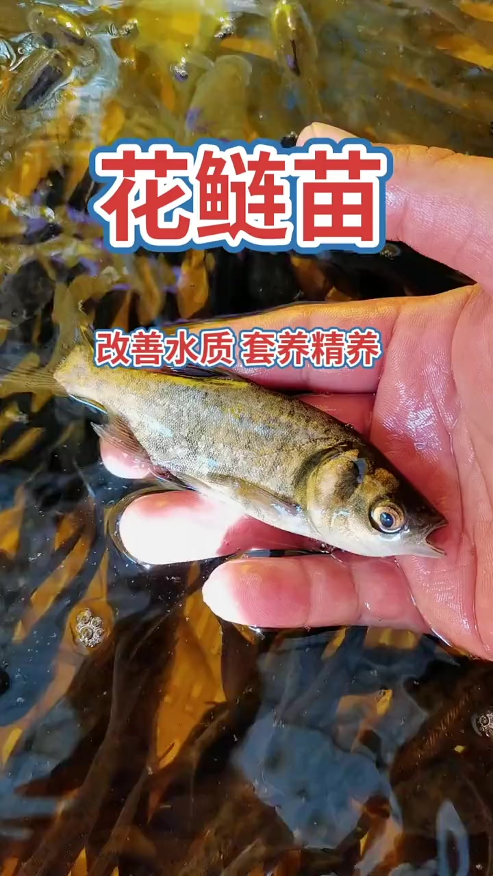 精品花鲢鱼苗 水产养殖 鱼苗 大头鱼 花鲢苗