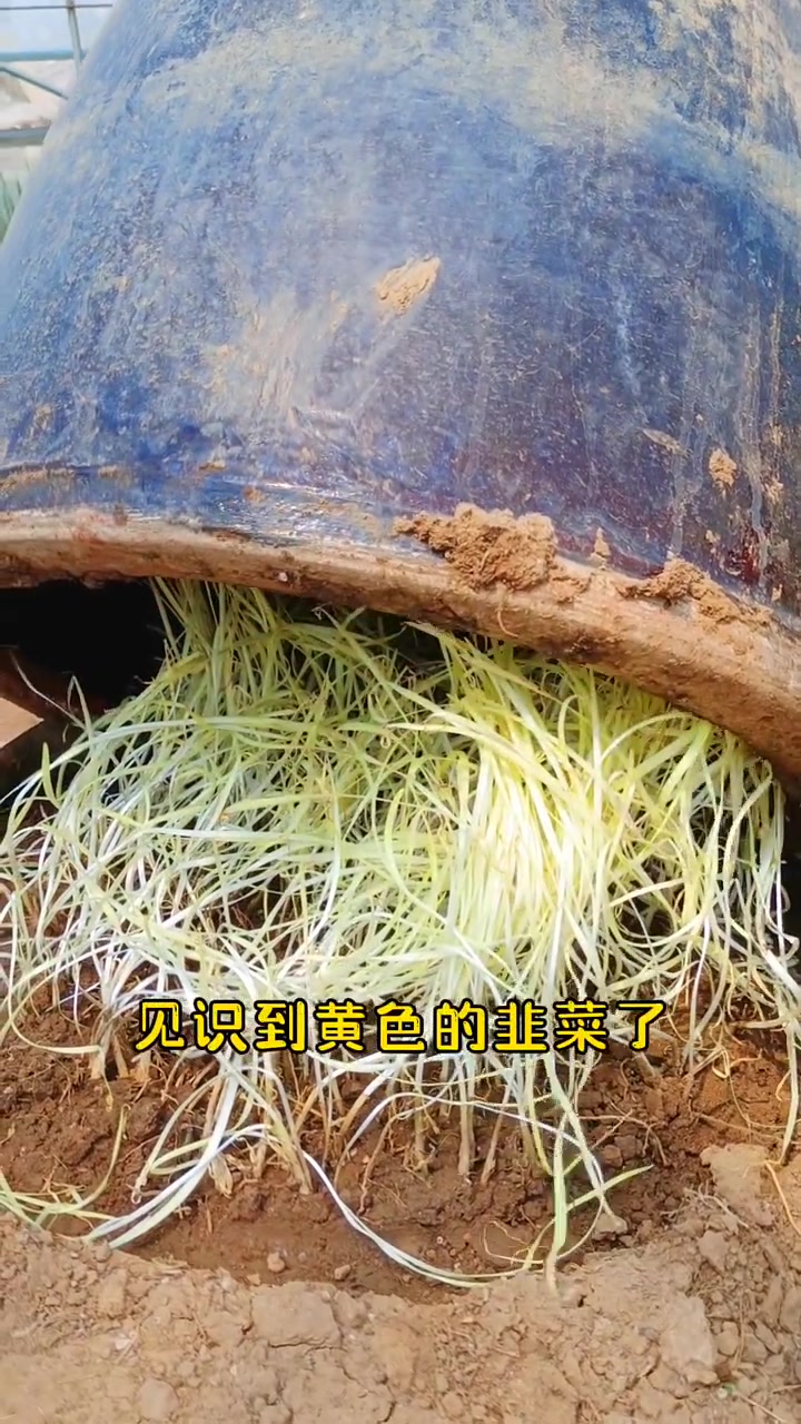韭黄韭菜的区别在哪里,你真的知道吗?看完视频你也是砖家