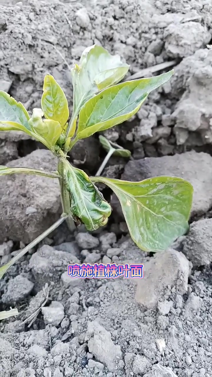 集合吧光合创作者 蔬菜种植技术与管理 今日三农爆款