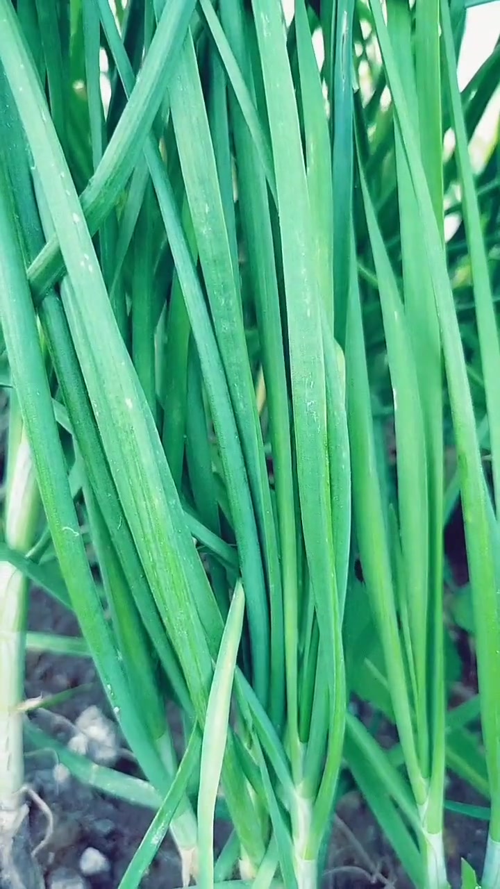 韭菜种植技术 蔬菜种植