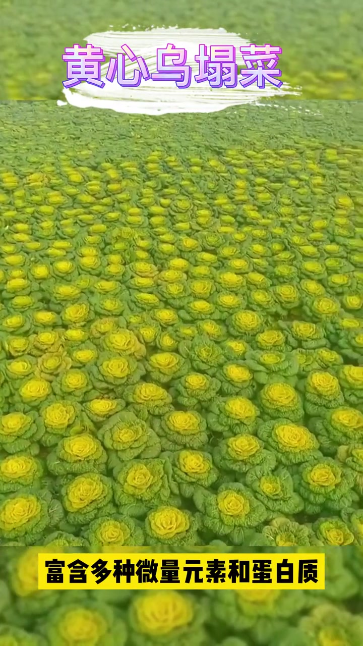 黄心乌塔菜,即耐寒又耐热,涮火锅堪比羊肉 蔬菜种植(2)