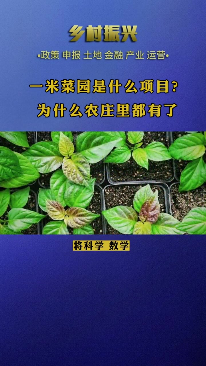 一米菜园究竟是个啥?为啥都在做呢 农场 一米菜园