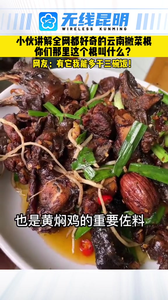 小伙讲解全网都好奇的云南撇菜根,你们那里这个根叫什么?网友:有它我能多干三碗饭!