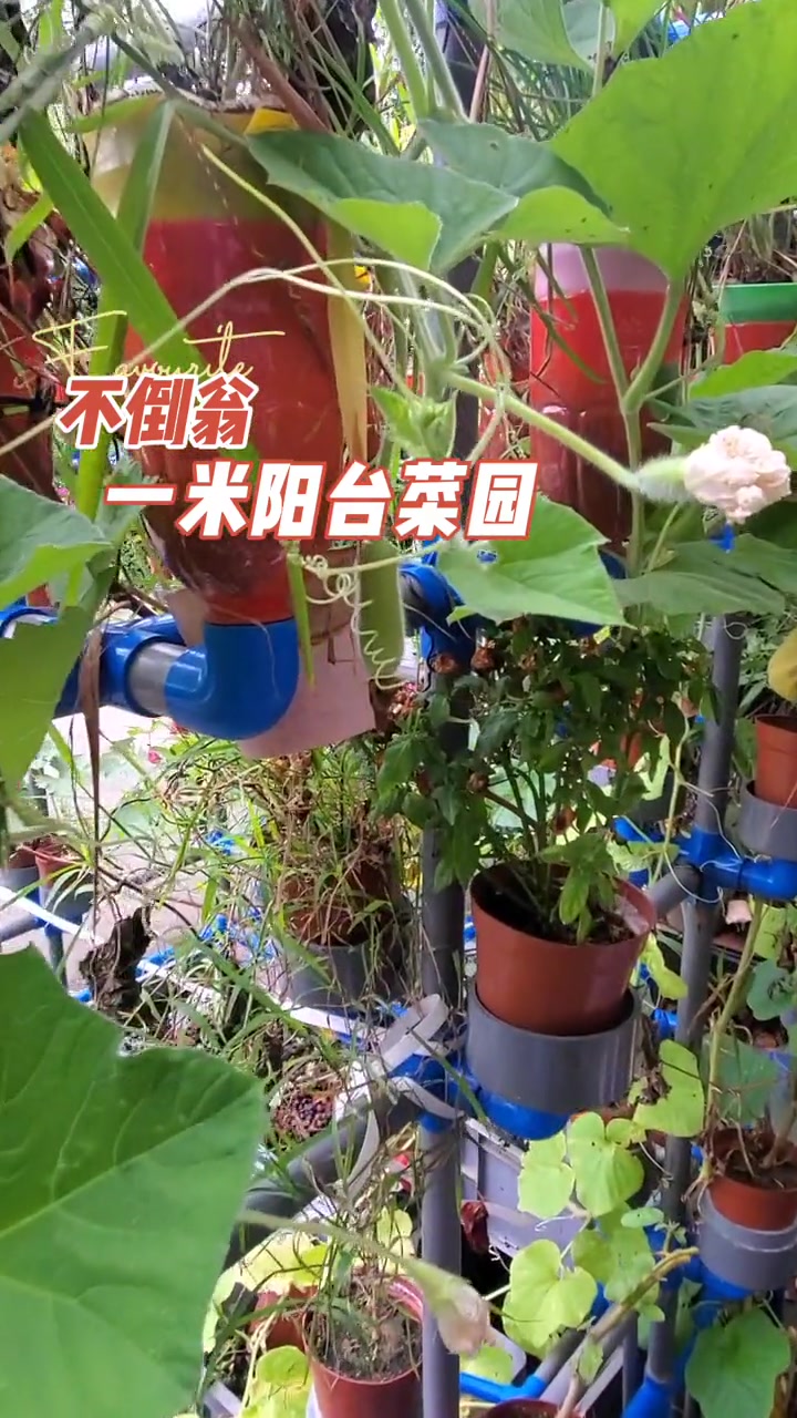 秋天了,一米阳台菜园又焕发生机了 鱼菜共生系统