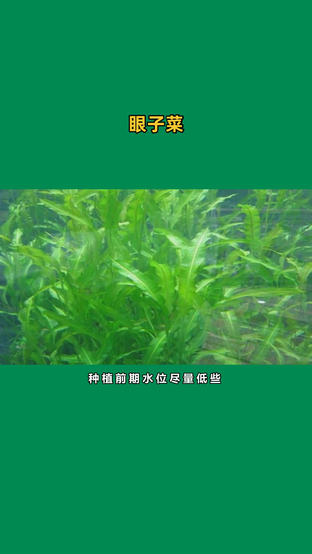 马来眼子菜小苗优点