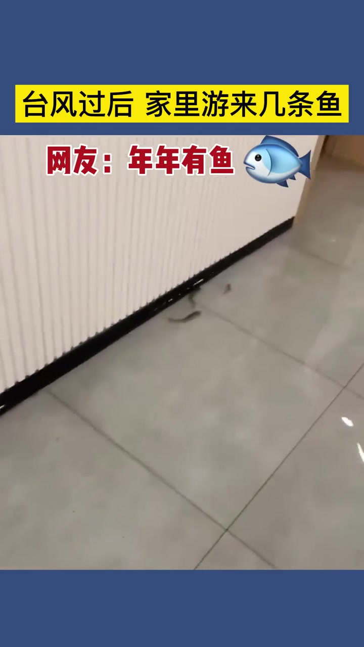 9月14日,浙江宁波,台风过后,家住一楼的业主被淹,家里游来几条鱼……网友:年年有鱼 万万