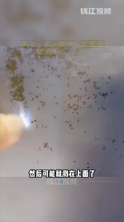 女子爱在电脑前吃甜食,导致蚂蚁钻进屏幕内还筑了巢