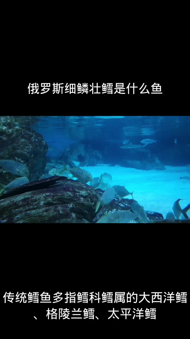 俄罗斯细鳞壮鳕是什么鱼