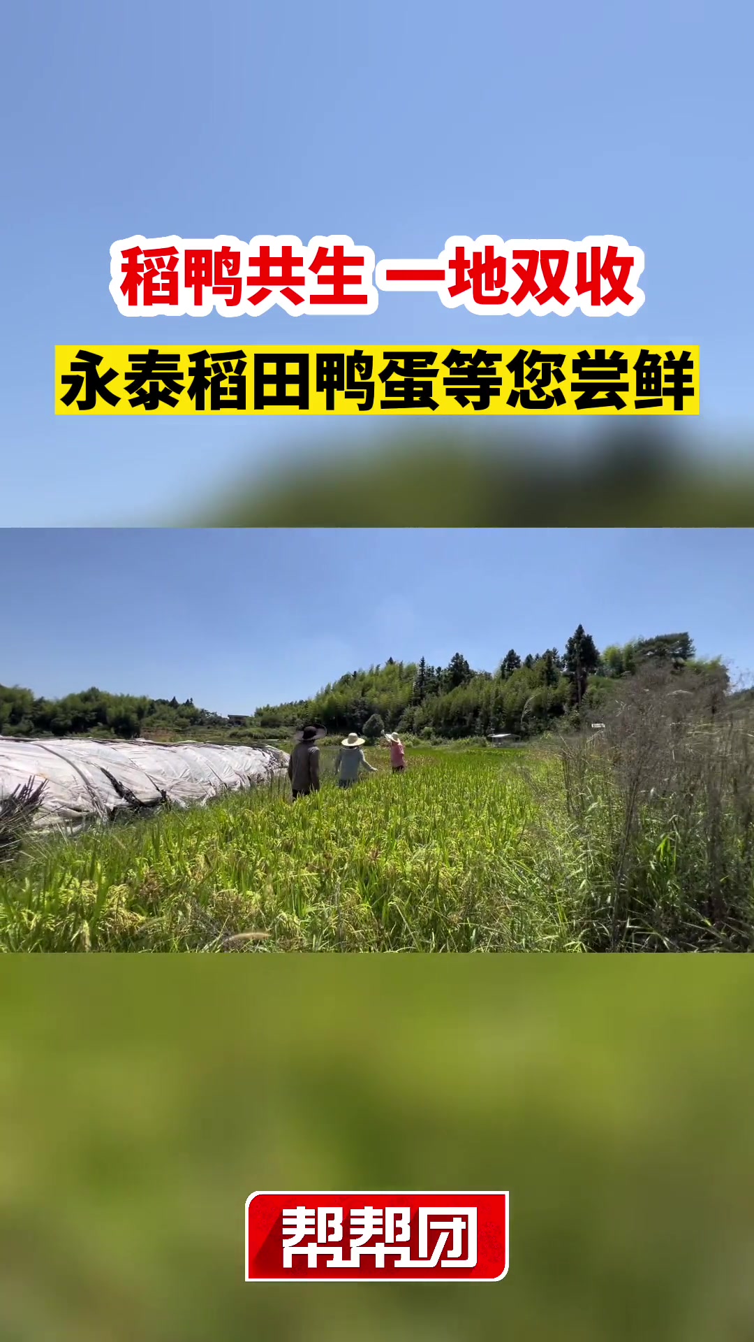 稻鸭共生,一地双收,永泰稻田鸭蛋等您尝鲜 助农帮帮团 921好物节