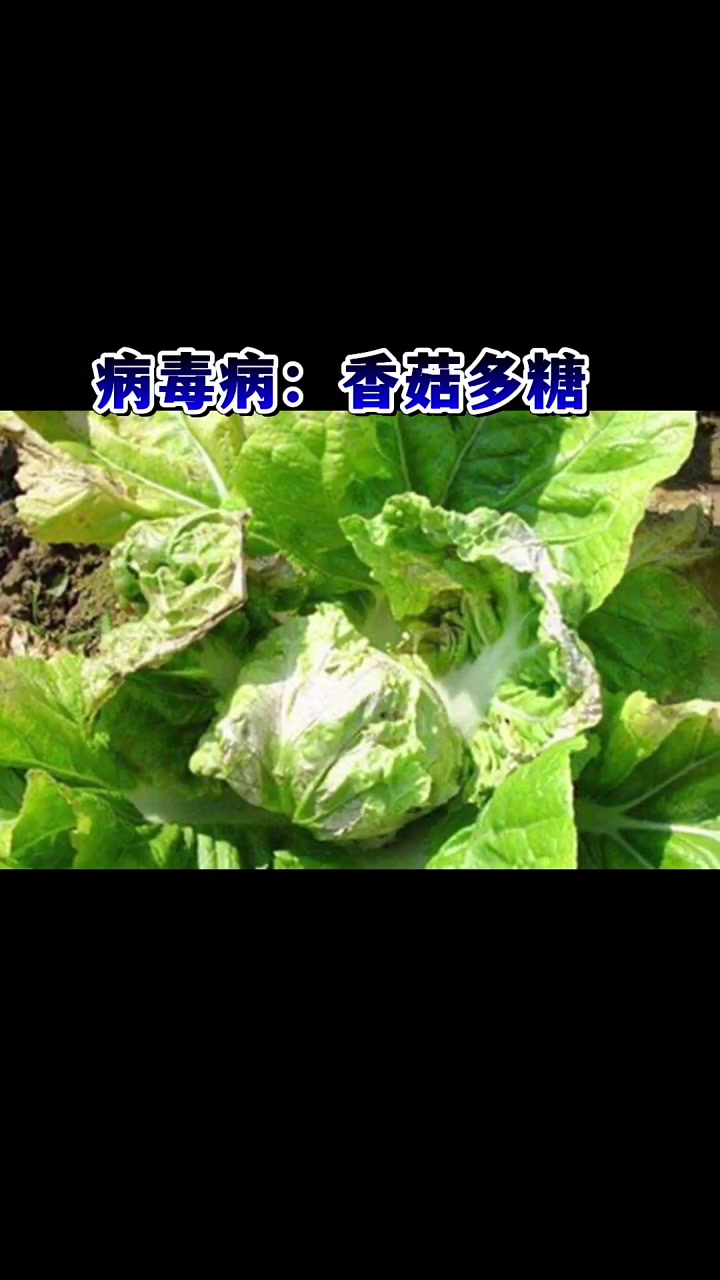 白菜常见病害用药 三农 农民 蔬菜种植
