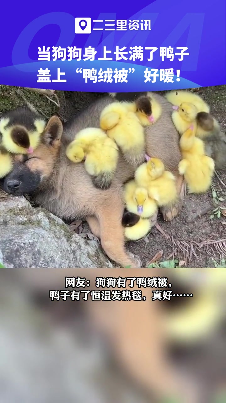 当狗狗身上长满了鸭子,这是真正的“鸭绒被” 素材来源:微博网友“桔桔的茶园小动物们” 可爱