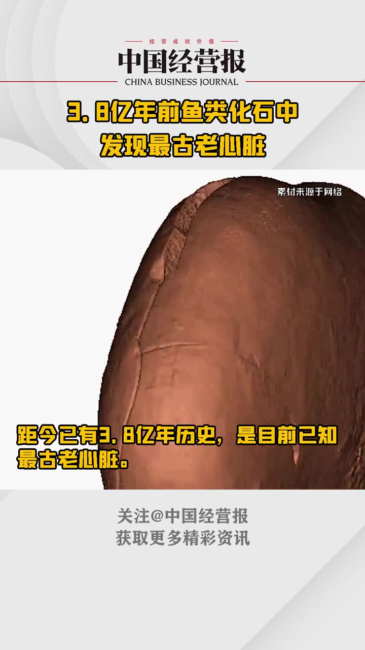 科学家发现已知最古老心脏,来源于3.8亿年前鱼类化石 科普 科学家发现已知最古老心脏 热门