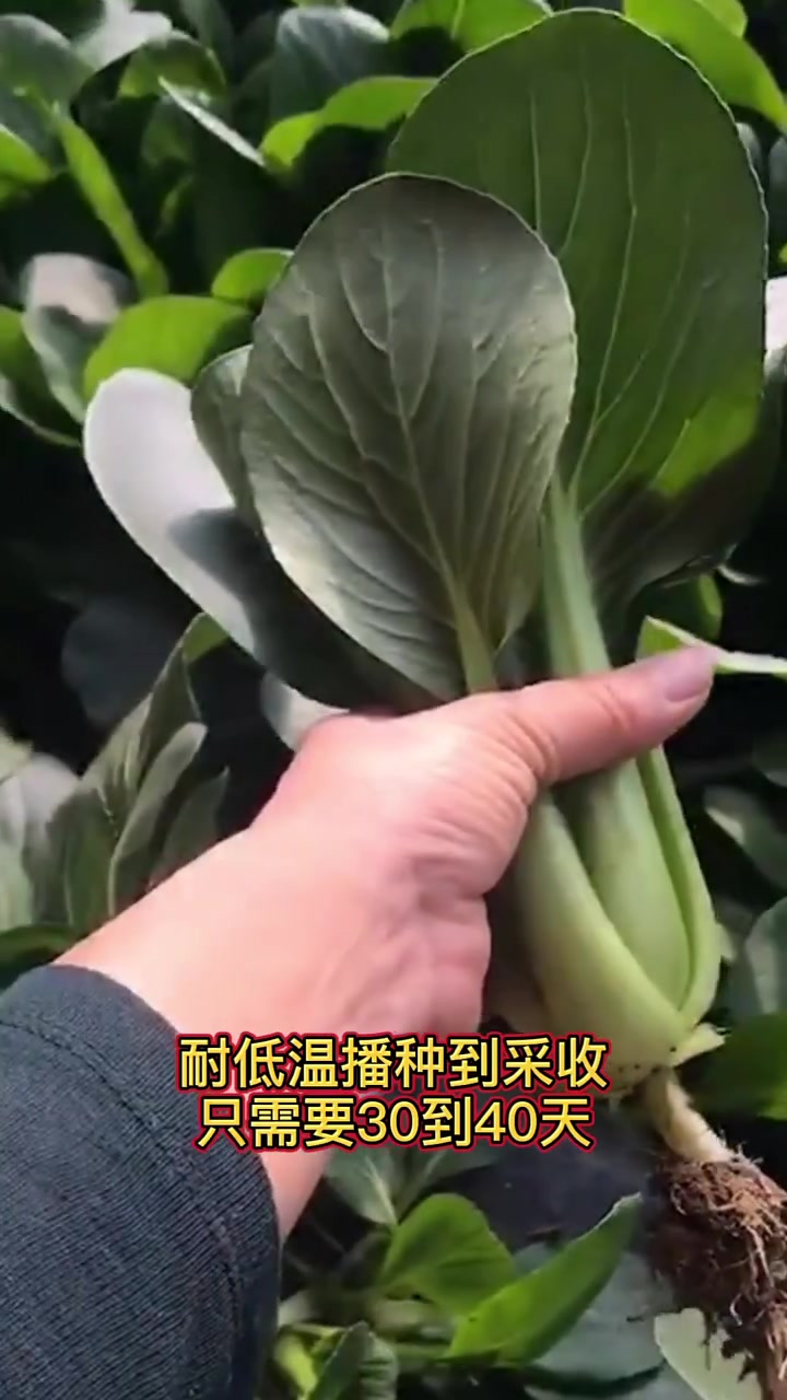 白露适合种的菜,都有哪些?绿色有机蔬菜 三农 农业