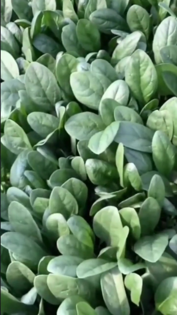 农业种植 怎样种出最好的秋茬菠菜!农业知识分享