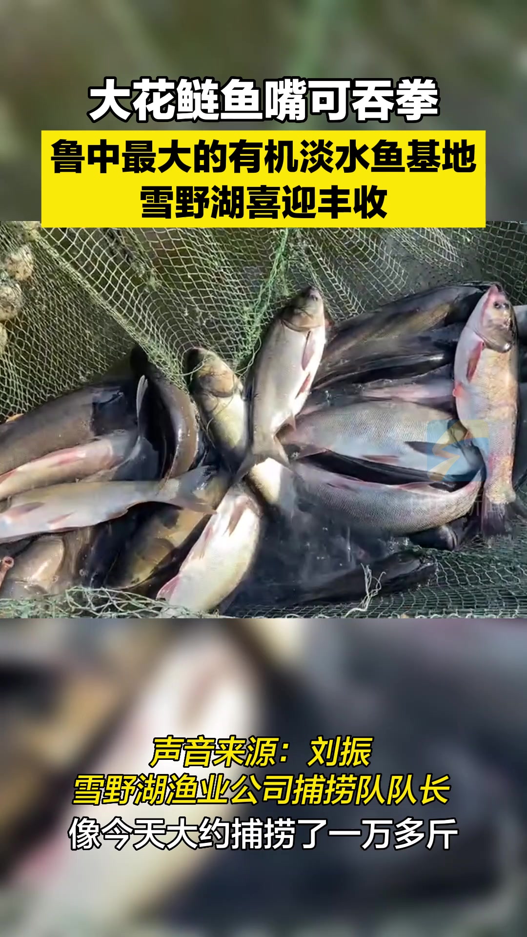 大花鲢鱼嘴可吞拳!鲁中最大的有机淡水鱼基地——雪野湖喜迎丰收