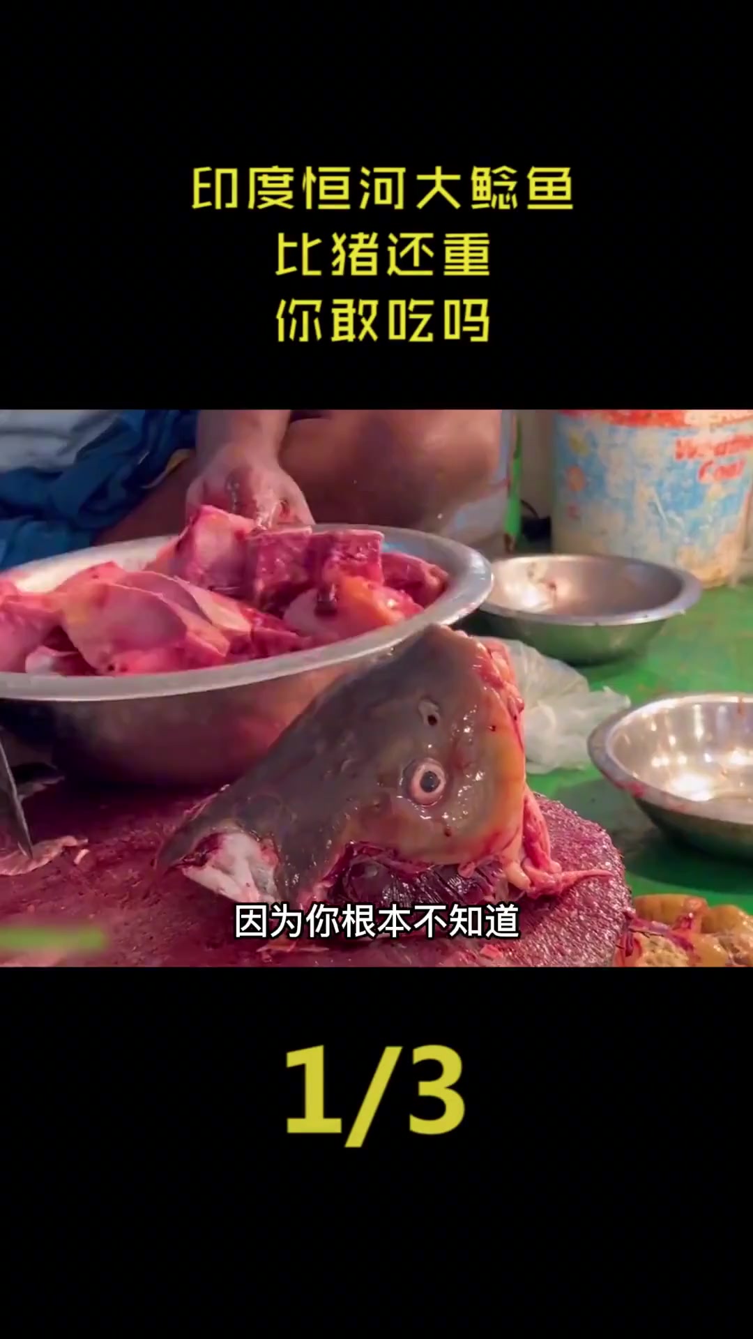 印度恒河大鲶鱼,比猪还重,你敢吃吗?