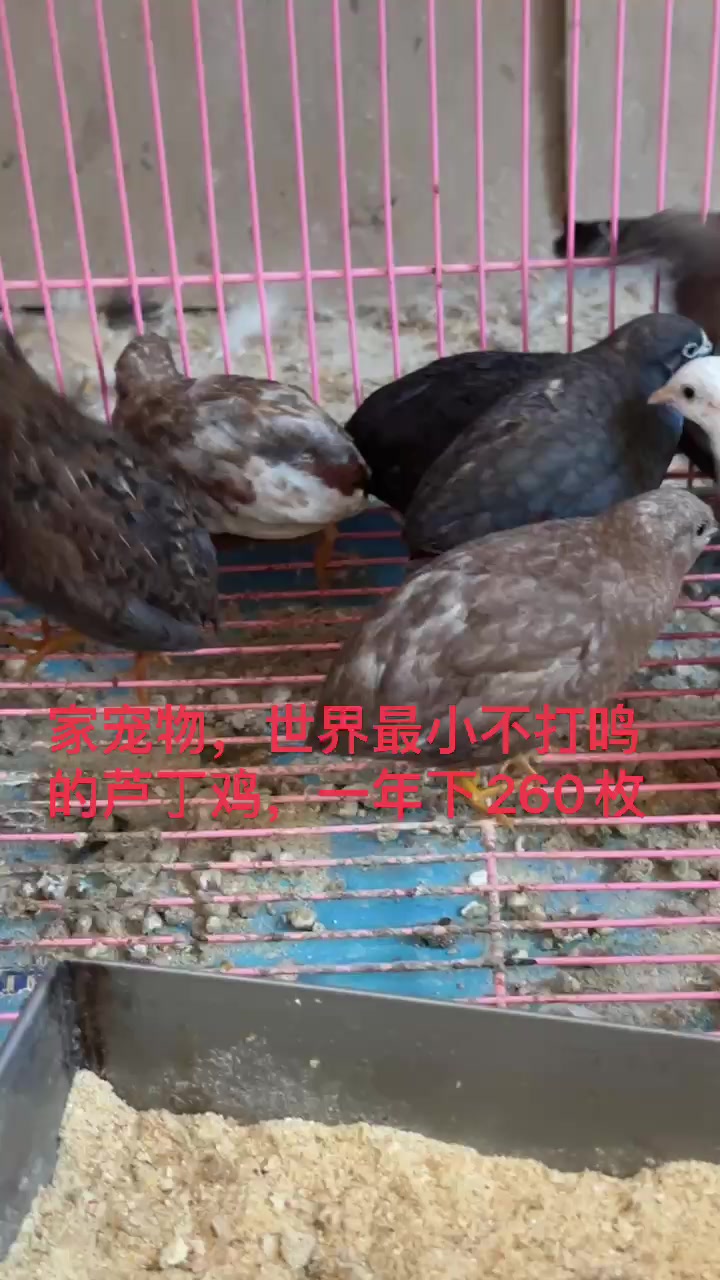 迷你小宠物鸡芦丁鸡