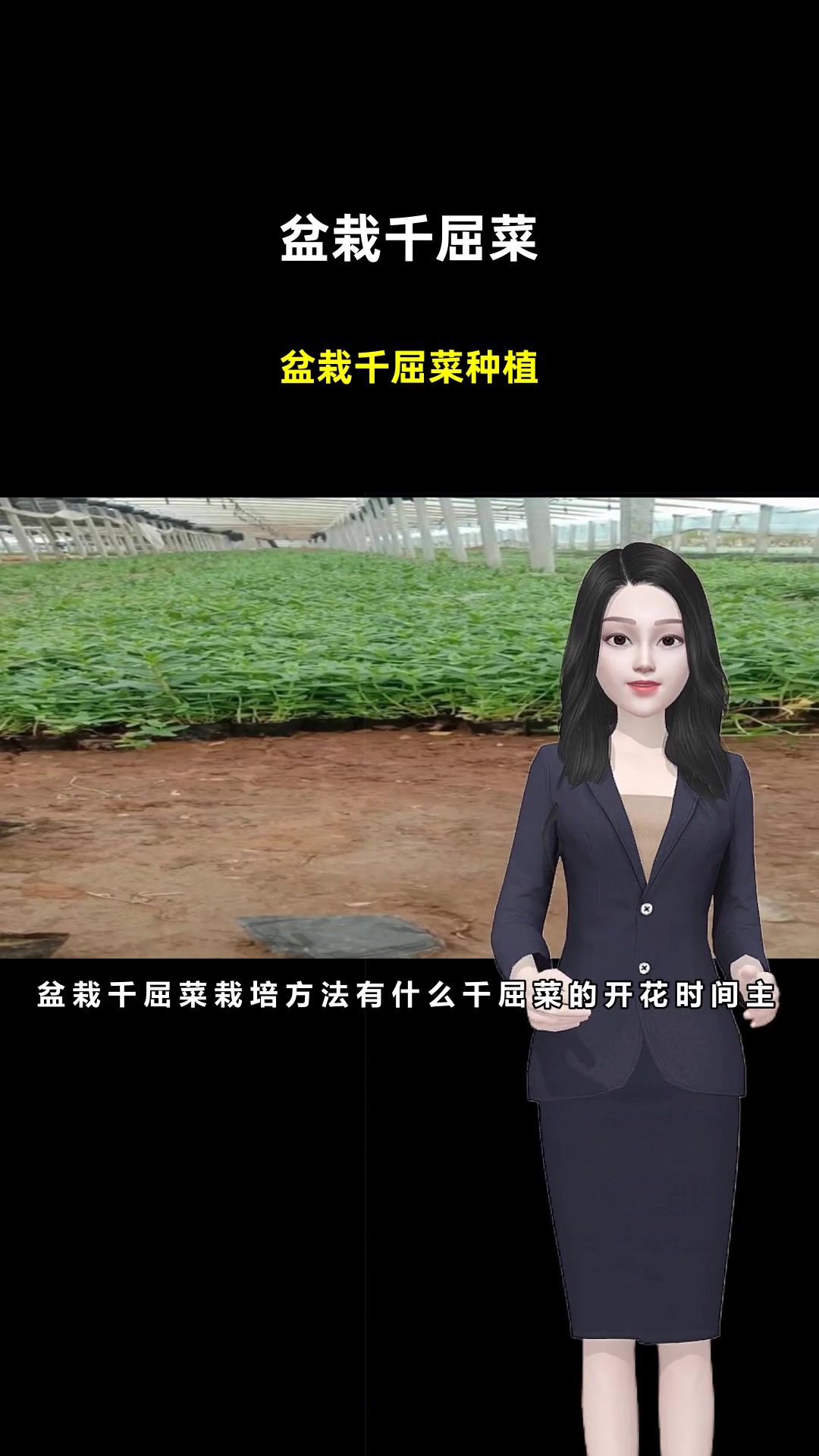 盆栽千屈菜种植