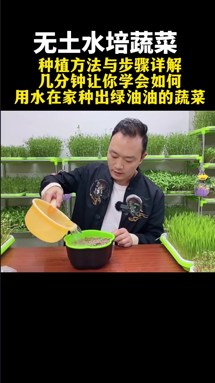 无土水培蔬菜种植方法讲解 无土栽培芽苗菜 水培蔬菜