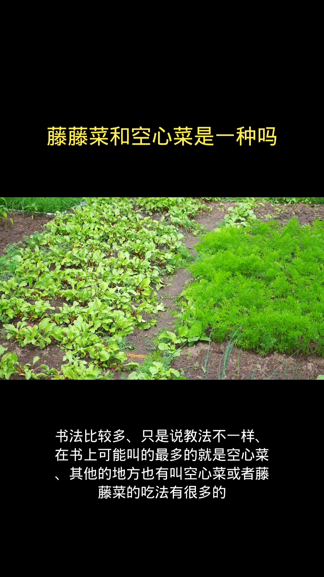 藤藤菜和空心菜是一种吗