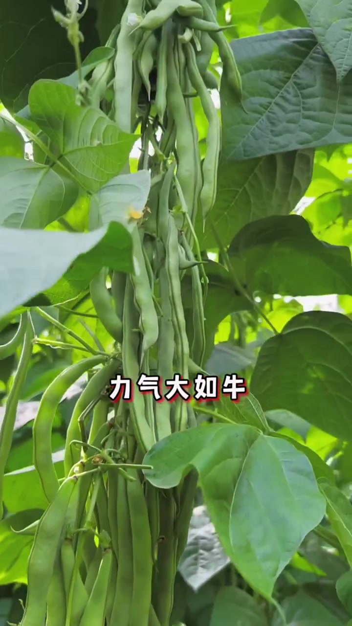 蔬菜 种植顺口溜,选择合适时间种菜很重要 三农