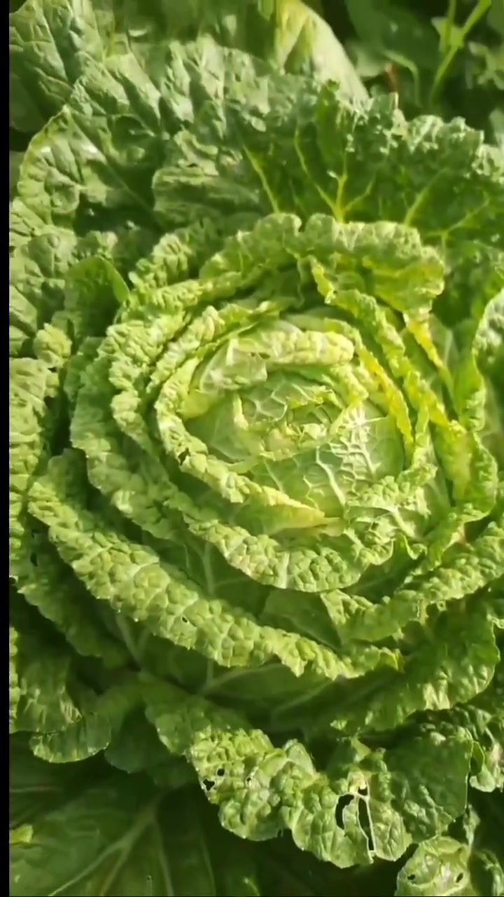 教你如何省Q种植无公害蔬菜 绿色有机蔬菜
