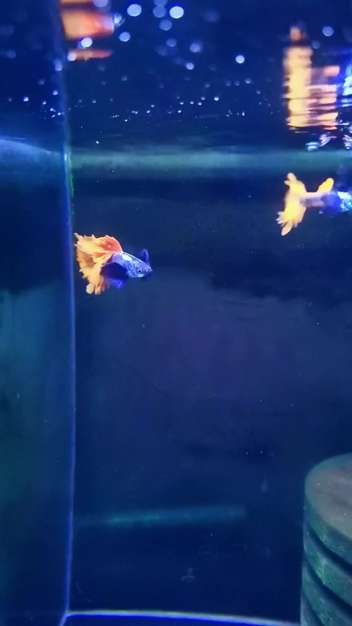 白金红尾大耳朵,孔雀鱼繁殖玩家,大家一起来交流