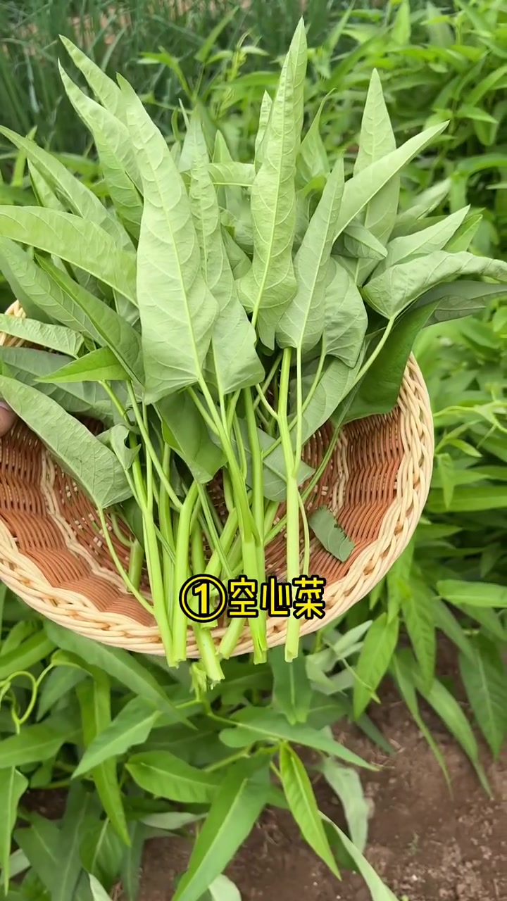 夏天夏季高温,适合六七八月种植的蔬菜品种