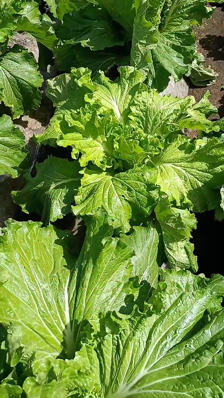 大白菜 携手助农 助农小妙招儿 纯绿色无公害