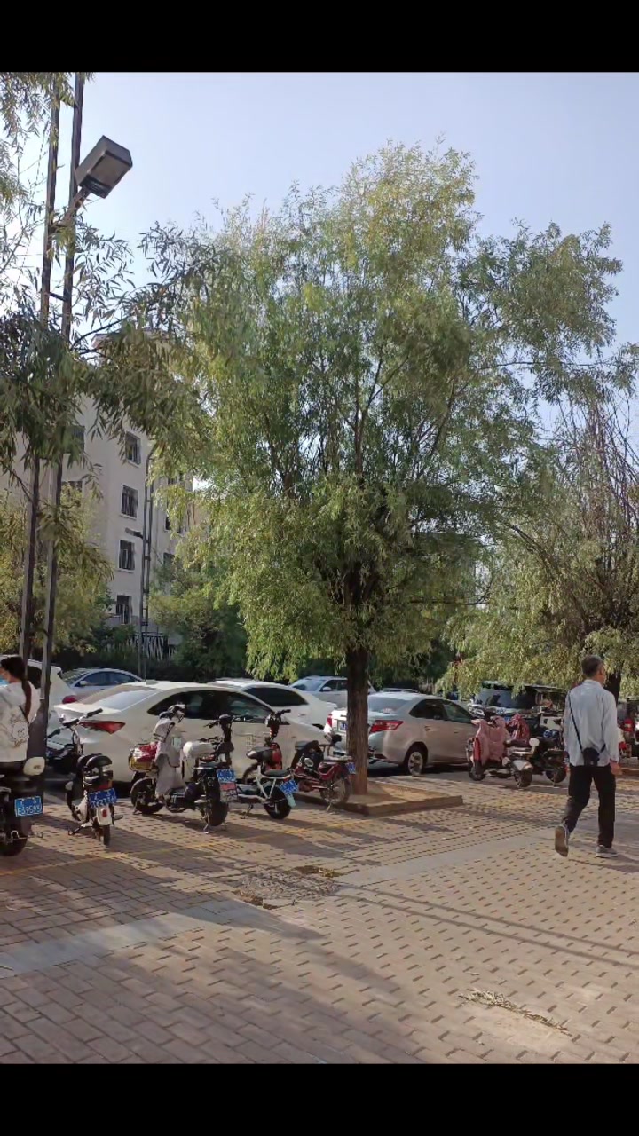 树照片收集,绘画素材收集