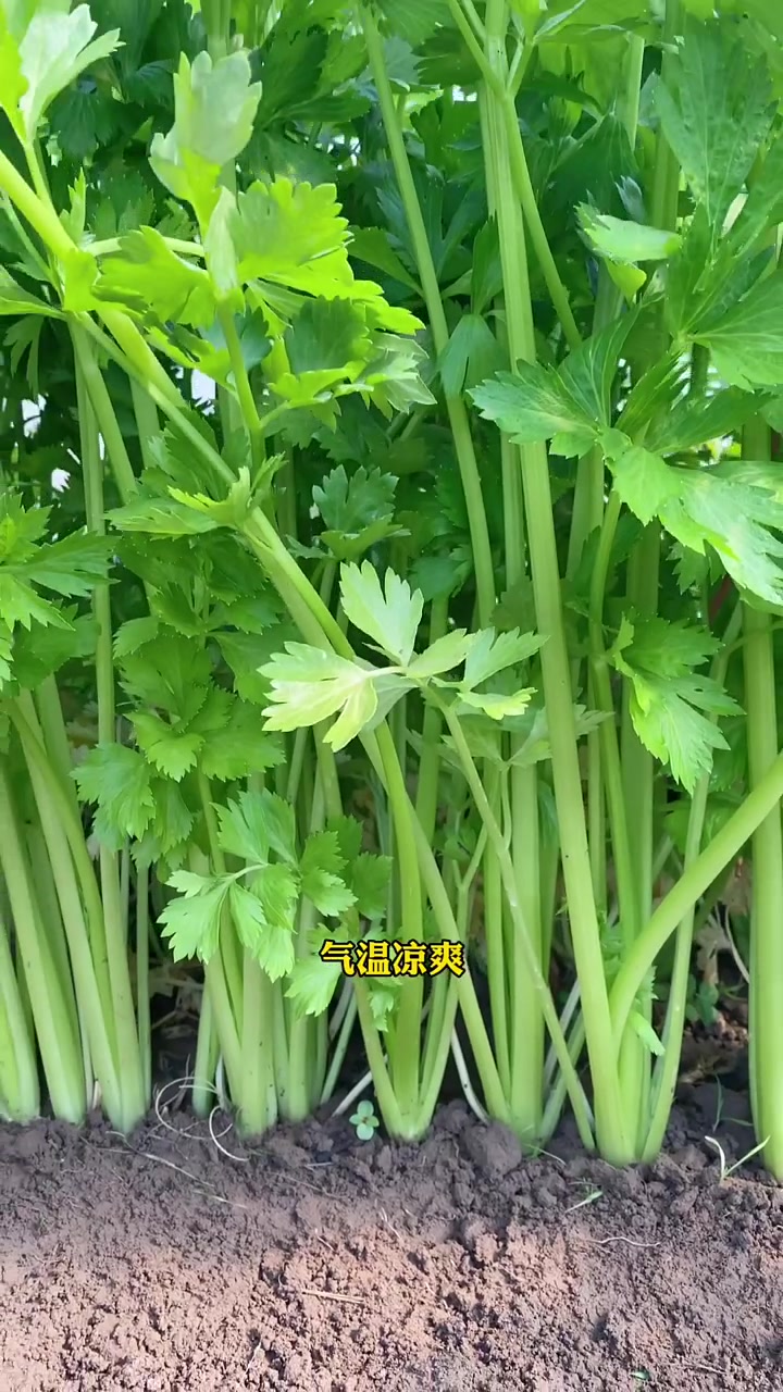 芹菜还是得种这个水果芹菜,生吃凉拌榨汁喝,清香扑鼻