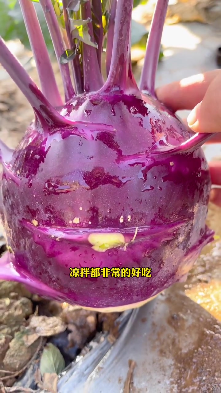 蔬菜品种千千万,可以当水果吃的甘蓝不多见 苤蓝