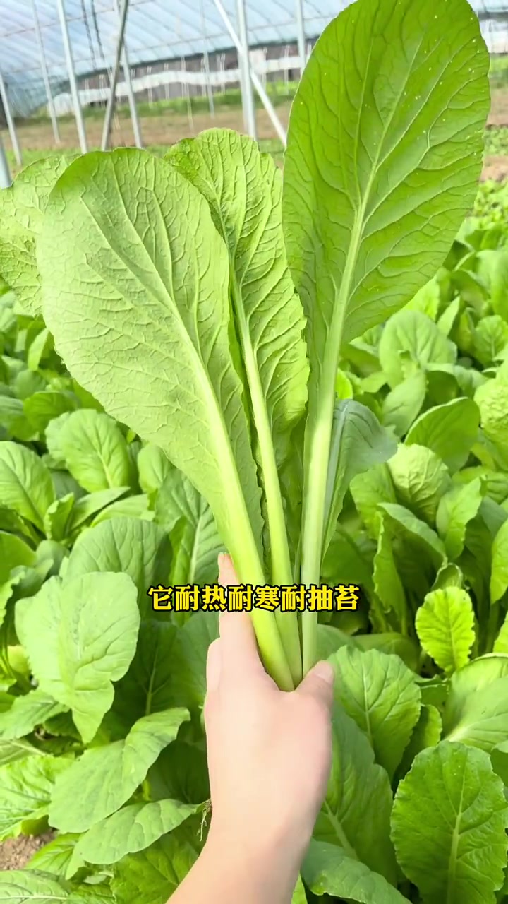 夏季种植脆甜可口青梗小白菜 青梗小白菜 三农 农业种植