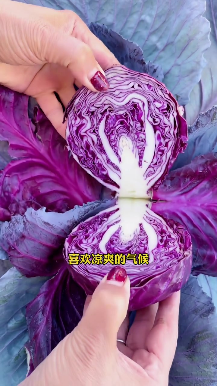 紫甘蓝又称红甘蓝,清脆爽口,汁水饱满,推荐你也种一些