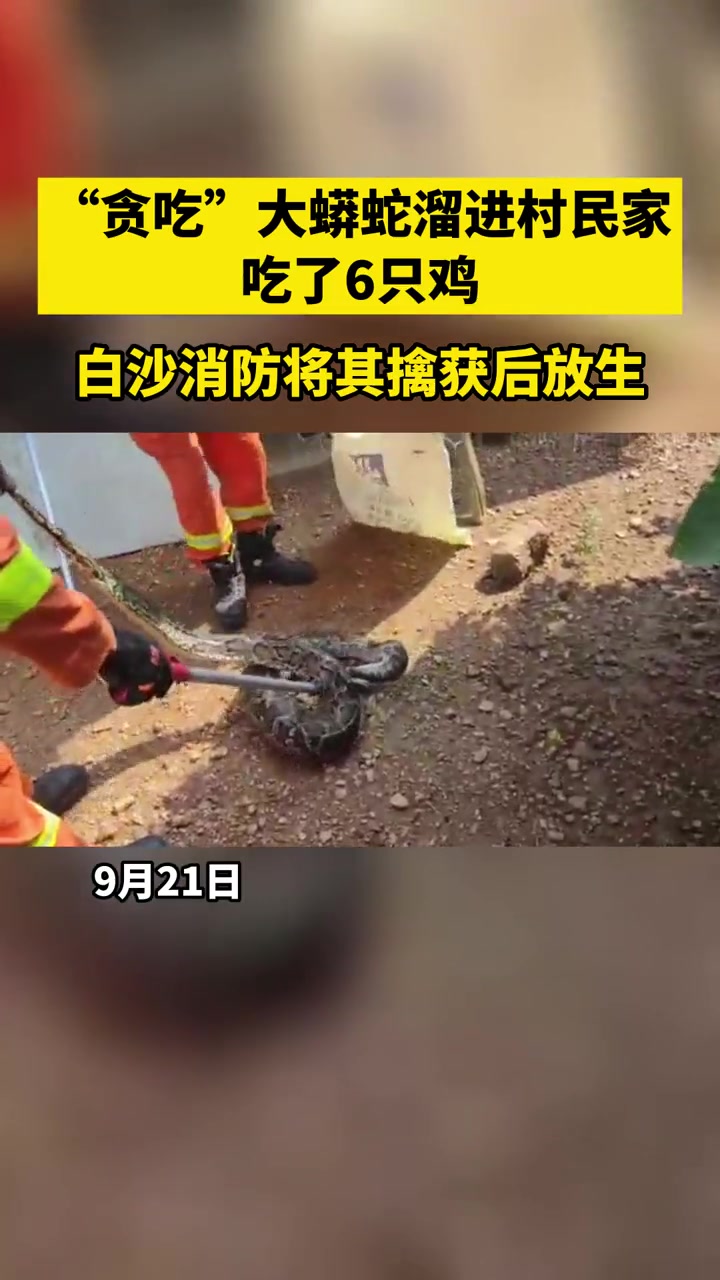 9月21日,在海南白沙县大岭农村7队附近,一条“贪吃”大蟒蛇溜到村民家鸡舍偷吃了6只鸡,消