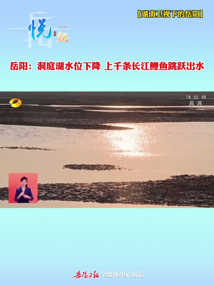 「湖南卫视下的岳阳」洞庭湖水位下降 上千条长江鲤鱼跳跃出水