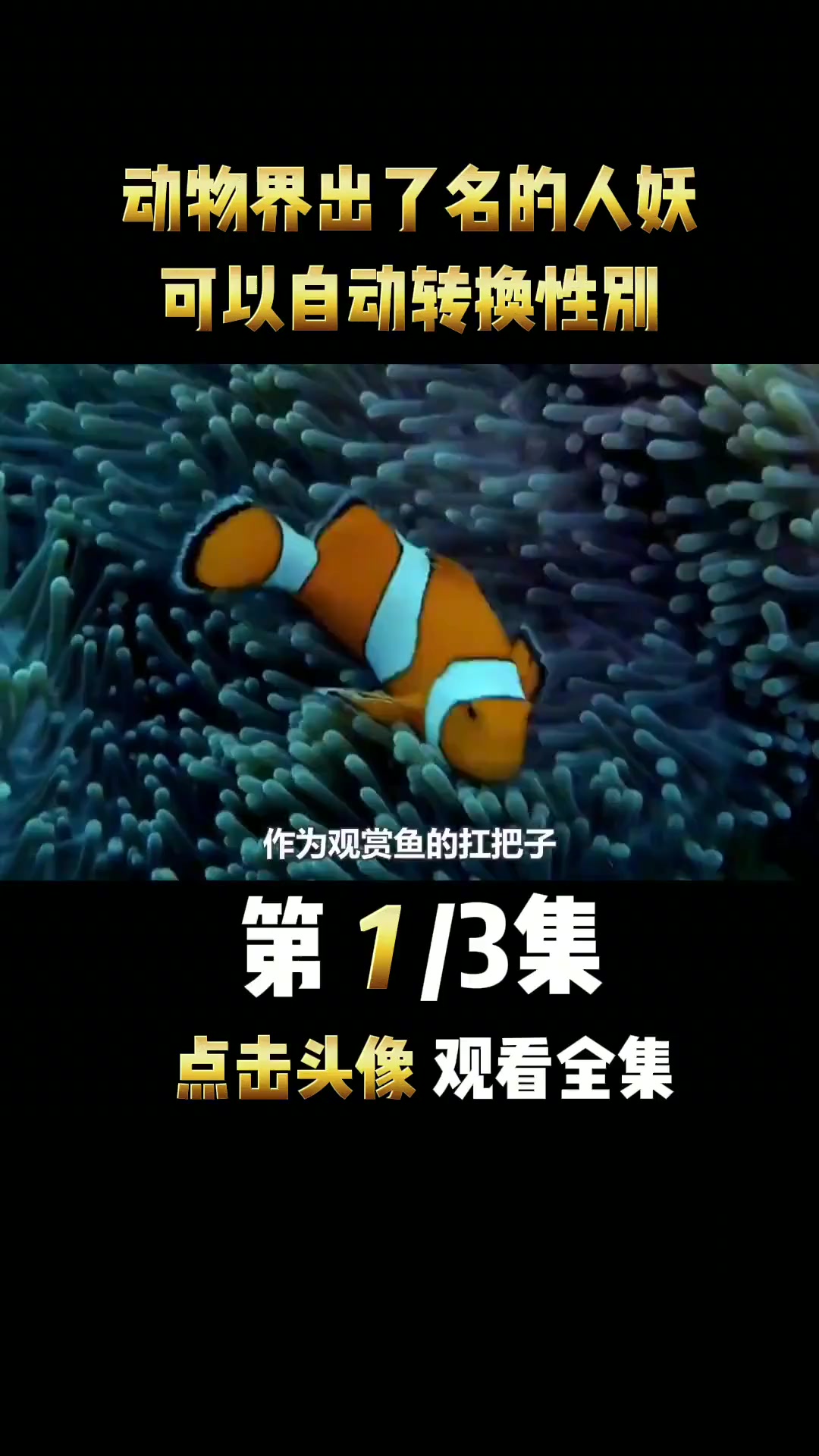 动物界出了名的人妖,可以任意由公变母,找不到配偶就变成异性
