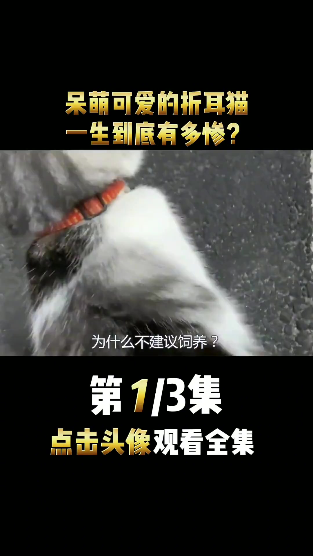 呆萌可爱的折耳猫,为什么不建议饲养?和它的生命有什么关系?