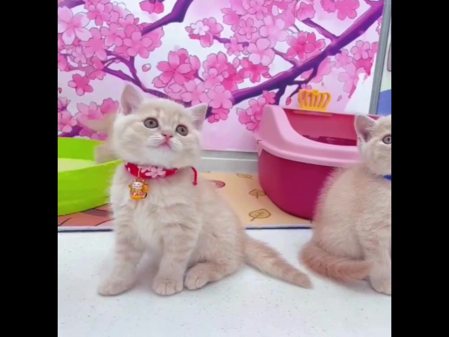 奶茶色的小英短!