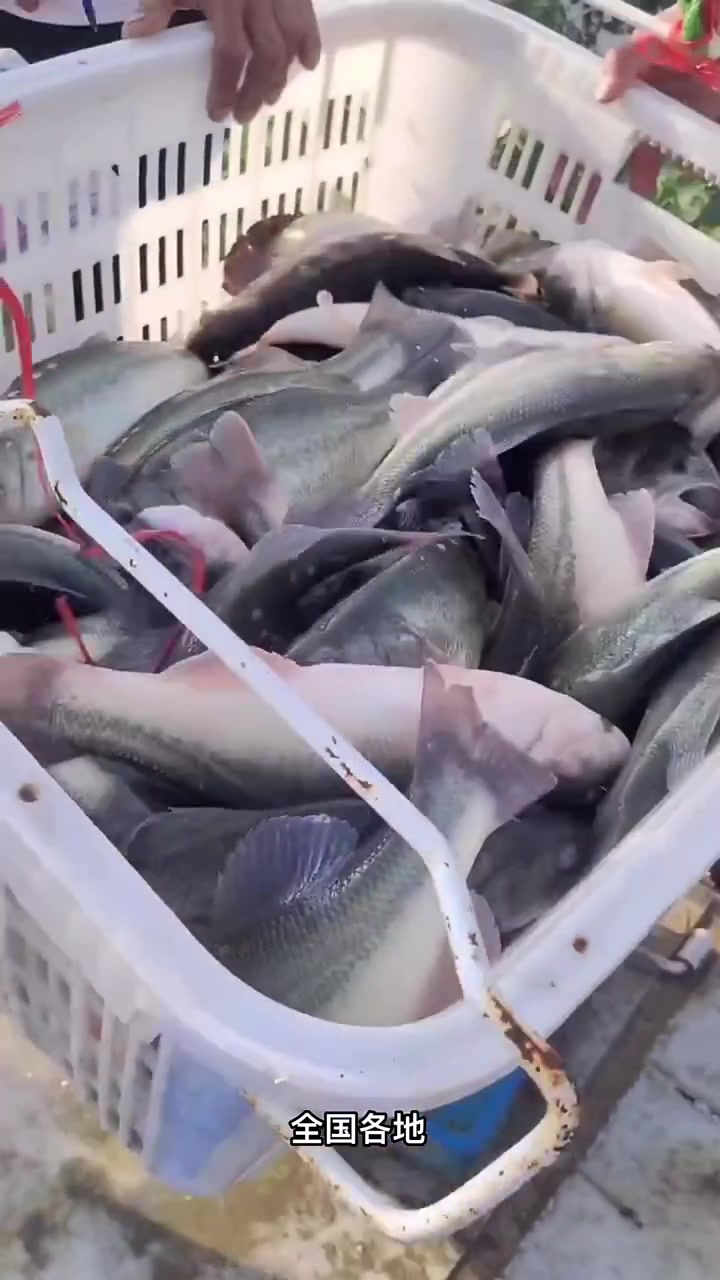 鲈鱼价格,罗非鱼价格,全国各地最新鱼价。罗非鱼养殖